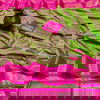Mihira 39 New Exclusive Wear Cotton Silk Fancy Saree Collection